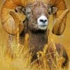 Bighorn Sheep paint by numbers