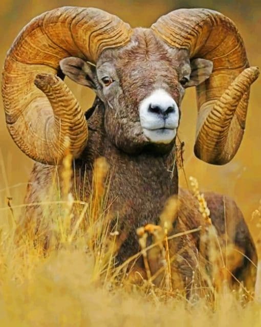 Bighorn Sheep paint by numbers