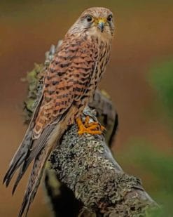 Sharp Shinned Hawk Bird paint by numbers