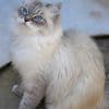 Birman Cat paint by numbers