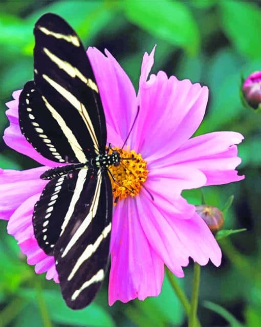 Black And White Butterfly On Flower paint by numbers