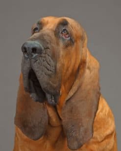 Bloodhound paint by numbers