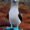 Blue Footed Booby paint by numbers