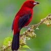 Brazilian Tanager paint by numbers