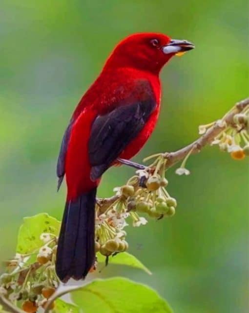 Brazilian Tanager paint by numbers