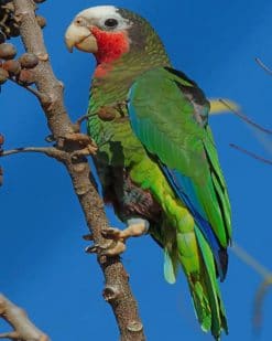 Budgerigar paint by numbers