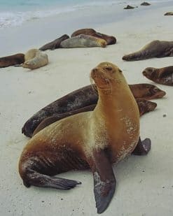 California Sea Lion paint by numbers