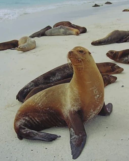 California Sea Lion paint by numbers