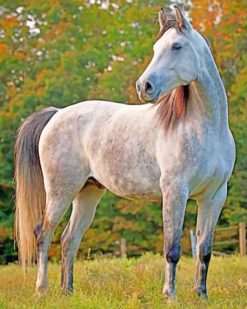 Caspian Horse paint by numbers