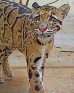 Clouded Leopard paint by numbers