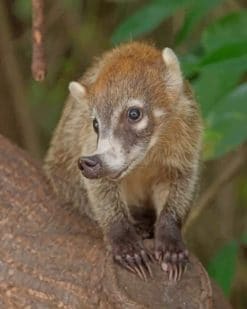 Coati Animal paint by numbers