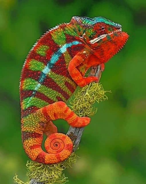 Colorful Chameleon paint by numbers