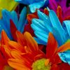 Colorful Pastel Flowers paint by number