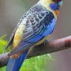 Crimson Rosella paint by numbers