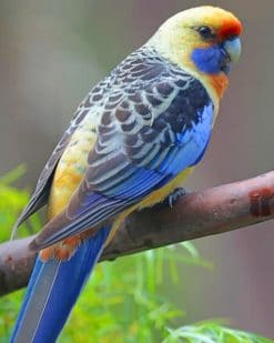 Crimson Rosella paint by numbers