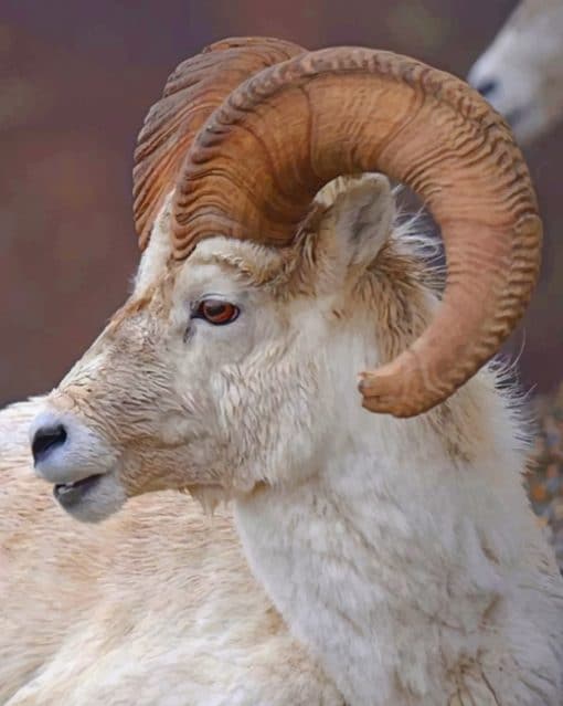 Dall Sheep paint by numbers