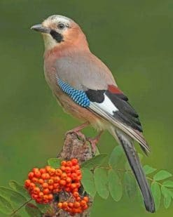 Eurasian Jay paint by numbers