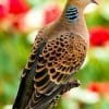 European Turtle Dove paint by numbers