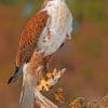 Ferruginous Hawk paint by numbers