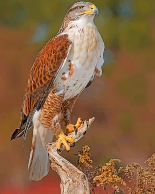 Ferruginous Hawk paint by numbers