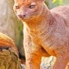 Fossa Animal paint by numbers