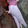 Galah Bird paint by numbers