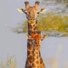 Giraffe Animal paint by numbers