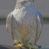 Gyrfalcon Bird paint by numbers