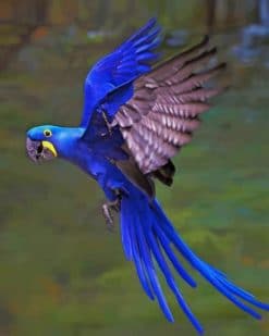 Hyacinth Macaw Flaying paint by numbers