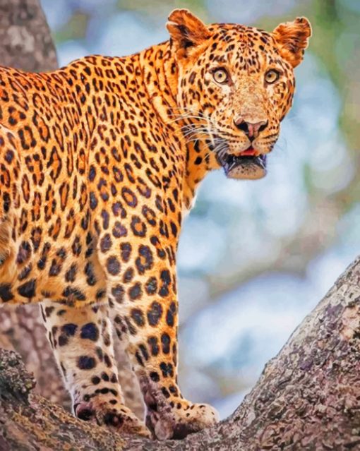 Indian Leopard paint by numbers