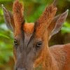 Indian Muntjac paint by numbers