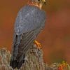 Lanner Falcon paint by numbers