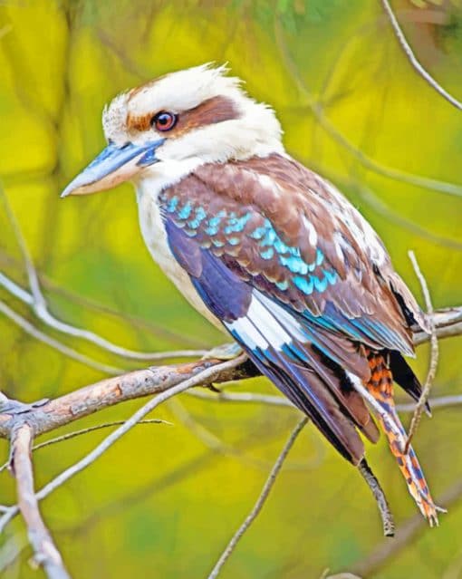 Laughing kookaburra paint by numbers