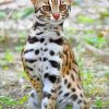 Leopard Cat paint by numbers