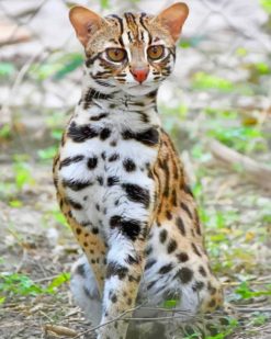 Leopard Cat paint by numbers