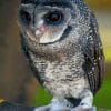 Lesser Sooty Owl paint by numbers