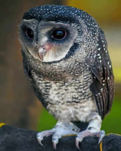 Lesser Sooty Owl paint by numbers