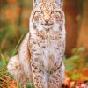 Lynx Animal paint by numbers