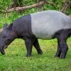 Malayan Tapir Animal paint by numbers