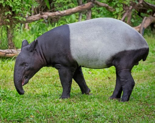 Malayan Tapir Animal paint by numbers