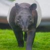 Malayan Tapir paint by numbers