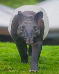 Malayan Tapir paint by numbers