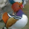 Mandarin Duck paint by numbers