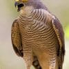 Meyer's Goshawk paint by numbers