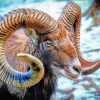 Mouflon Sheep paint by number