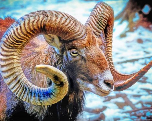 Mouflon Sheep paint by number