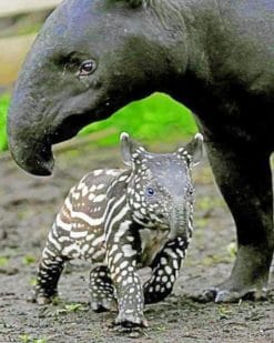 Mum And Baby Tapir paint by numbers