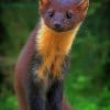 Nilgiri Marten paint by numbers