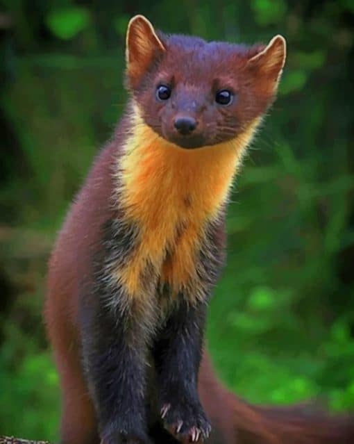 Nilgiri Marten paint by numbers