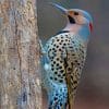 Northen Flicker Woodpecher paint by numbers